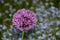 Allium purple flower with stem, blurred flower background