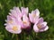 Allium Roseum or Rosy Garlic in a meadow