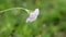 Allium roseum rosy garlic wild flower with rain drops