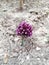 Allium rotundum