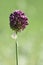 Allium rotundum blooming, known as round-headed leek or purple flowered garlic. Growing bulbous plants in the garden