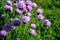 Allium schoenoprasum chives or snails are a type of monocotyledonous plant used as a vegetable