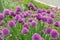 Allium schoenoprasum `Diva` meadow. Purple flowering garlic.