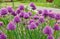 Allium schoenoprasum `Diva` meadow. Purple flowering garlic.