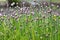 Allium schoenoprasum, garlic chives, Chinese chives in bloom