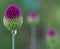 Allium sentries