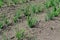 Allium sepa. Perennial herb, family Alliaceae
