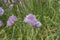 Allium sibiricum with lila flowers