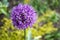 Allium sort Mercurius: decorative onion blooms in the flower garden in early summer