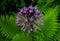 Allium sort Mercurius: ornamental onion blooms in the flower garden in early summer