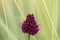 Allium sphaerocephalo reddish-purple flower