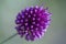 Allium sphaerocephalon