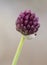 Allium sphaerocephalon round-headed leak drumstick allium wild plant with inflorescence of small dark maroon red flowers on