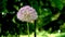 Allium stipitatum flower on a green leaves background