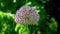 Allium stipitatum flower on a green leaves background