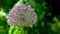 Allium stipitatum flower on a green leaves background