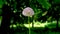 Allium stipitatum flower on a green leaves background 4K