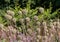 Allium Summer Drummer seed heads, photographed in autumn at RHS Wisley garden, Surrey, UK