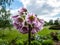 Allium tripedale flowering with pale rose-pink star-shaped or bell-shaped flowers in an umbel on a leafless stem with green garden