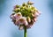 Allium tripedale, white-pink small flowers in the form of bluebells against the blue sky