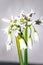 Allium triquetrum three-cornered leek, white Wild flowers