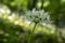 Allium ursinum bear`s garlic in bloom, sunlight