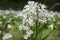 Allium ursinum bears garlic in bloom