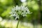 Allium ursinum bears garlic in bloom, magic light