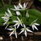 Allium ursinum / ramsons