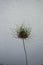 Allium vineale `Hair`. A somewhat quirky, sometimes `extraterrestrial` allium; large, fluffy flower heads.