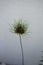 Allium vineale `Hair`. A somewhat quirky, sometimes `extraterrestrial` allium; large, fluffy flower heads.