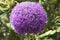 Allium - violet ball