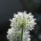 Allium, white allium ball, sunlight, macro