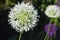 Allium, white allium ball, sunlight, macro