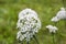 Allium white flowers in garden, selective focus
