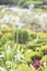 Allium, white flowers, sunny day in park, walking people, soft light summer abstract vertical backdrop