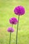 Alliums