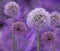 Alliums in bloom in summer