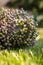 Alliums. Spherical flowering onions. Blooming garden plant