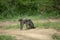 Allogrooming of two members of a Baboon troops