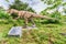 Allosaurus dinosaur inside a dino park in southern Italy