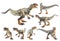 Allosaurus  ,dinosaur on white background