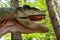 Allosaurus head