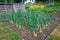 Allotment bed of large onions growing