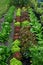 Allotment Cabbages and Lettuce