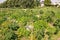 Allotment garden