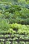 Allotment Garden Bed