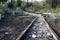 Allotment path in Autumn