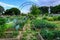 Allotment plot in early summer with crops growing in neat boxes.