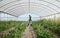 Alls good and green today. a young man working in a greenhouse on a farm.